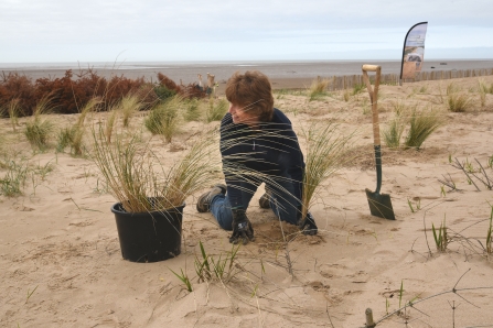 Kate Cave Planting Dune Grasses on the Fylde Sand Dunes ©Brian Jones