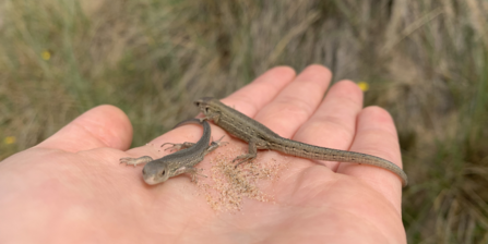 Two Sand Lizards 