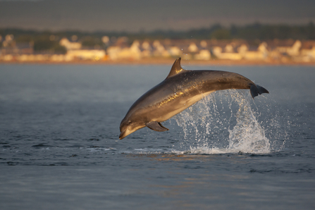 Bottlenose dolphins © John MacPherson/2020VISION