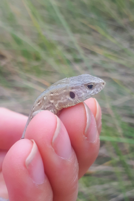 Sand Lizard