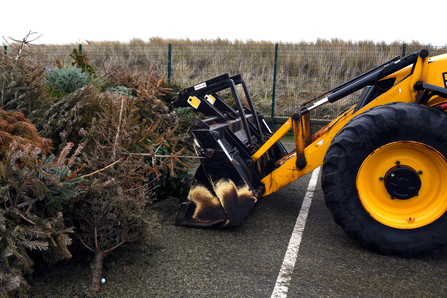 Christmas Tree Planting Tractor ©Brian Jones