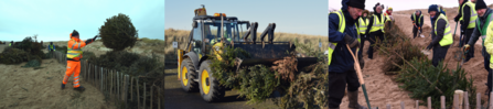 Christmas Tree Planting Trio Banner ©Brian Jones