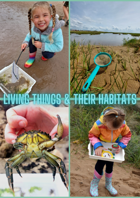 Beach School - Living things & their habitats