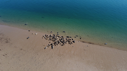 An aerial photo of a group of grey seals on the shore 
