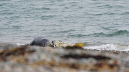 A young seal pup suckling its mother