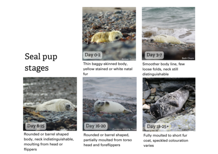 infographic showing photos and description of seal pups at different ages