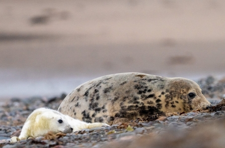 A grey seal mother and pup on a shingle beach.