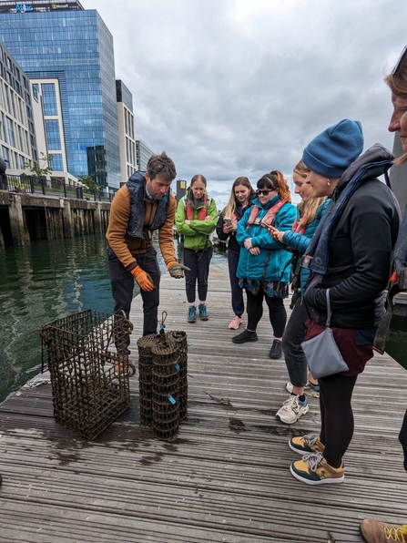 Oyster restoration in Belfast harbour