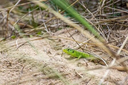 Sand lizard © Andrew Hampson