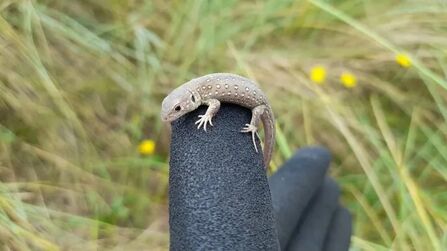 Sand Lizard Reintroduction Aug 2021 © Amy Pennington