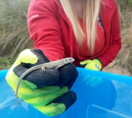Sand Lizard Release 2020 © Amy Pennington