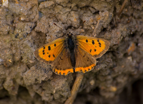 Small copper | Living Seas North West