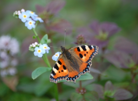 Small Tortoiseshell butterfly