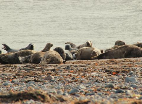 Seal surveying