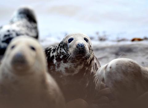 Seals at South Walney Nature Reserve. Photo: Lindsay Dickings NW Evening Mail