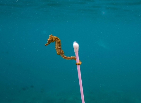 Sewage Surfer. Photo: Justin Hofman