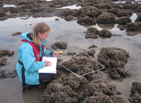 Surveying honeycomb worm reef