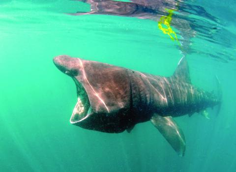 Basking Shark