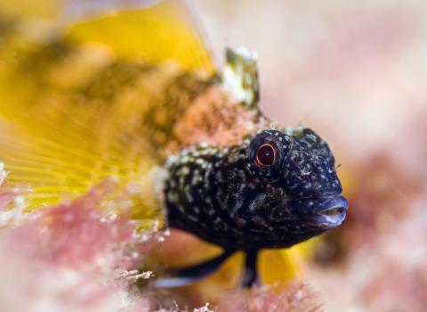 Black faced blenny