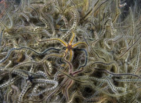 Brittlestars