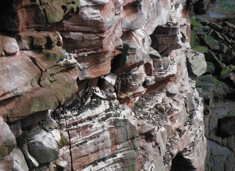 Cliff nesting seabirds at St Bees ©NWIFCA