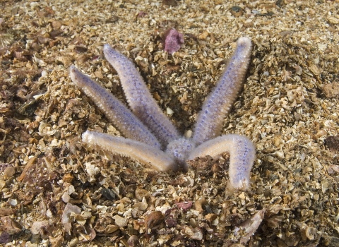 Common starfish digging for prey