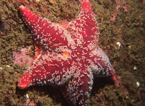 Cushion Star