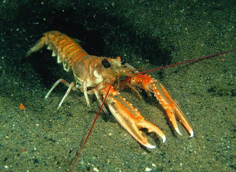 Dublin Bay Prawn