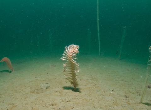 Prawns & Sea Pens