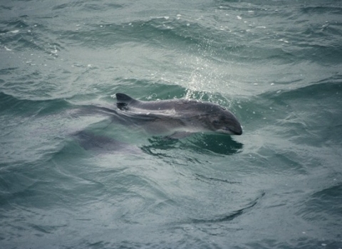 Harbour Porpoise