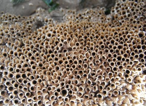 Honeycomb worm reef