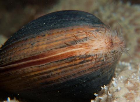 Ocean Quahog