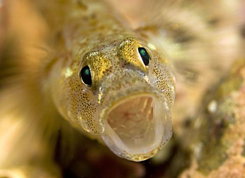 Painted goby ©Cathy Lewis