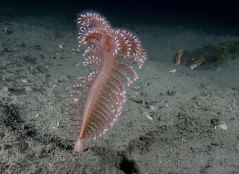 Sea Pen