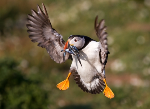 Puffin ©Mike Snell