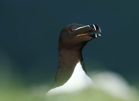 Razorbill ©Alice Trevail