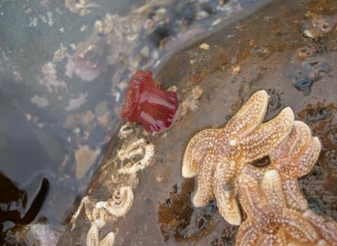 Starfish & Strawberry Anemone