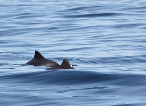 Harbour porpoises in the Irish Sea ©Nikki Clear