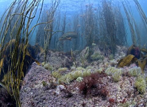 Ballan wrasse in thongweed ©Paul Naylor