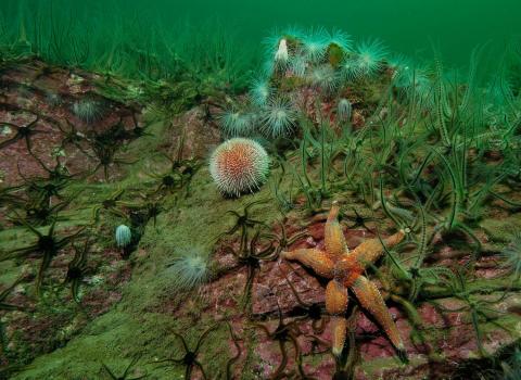 Urchins and brittlestars ©Paul Naylor