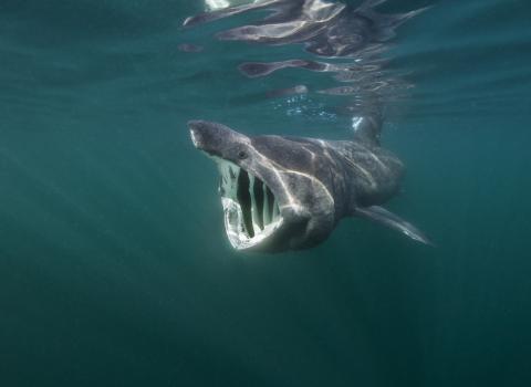 Basking shark feeding on planton ©Alexander Mustard/2020VISION