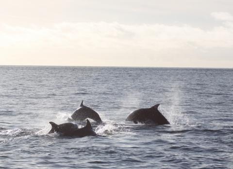 Bottlenose dolphins breaching © Eleanor Stone