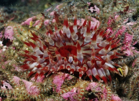 Brittlestars and dahlia anemone © Linda Pitkin/2020VISION