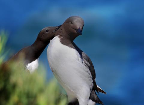 Common guillemots preening on a cliff ledge © Lynne Newton