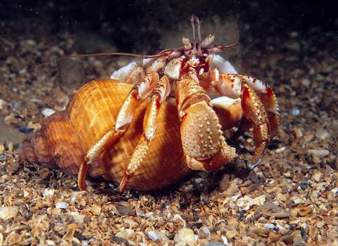 Hermit crab ©Paul Naylor
