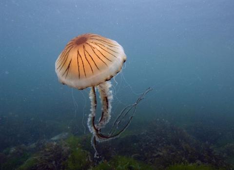 Compass jellyfish underwater ©Paul Naylor