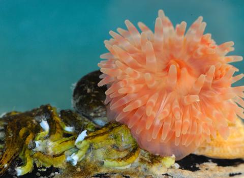 Dahlia anemone © Amy Lewis