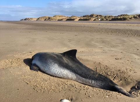 Stranded harbour porpoise © Colin Lane