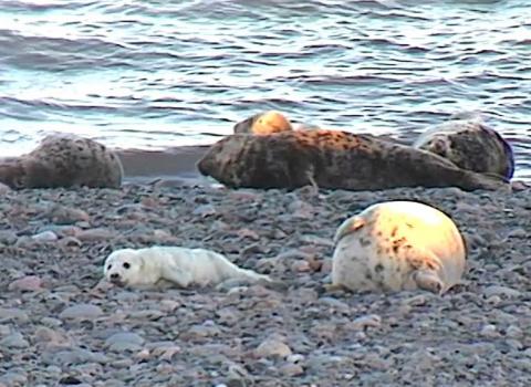 Seals on Walney