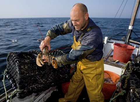 Fisherman hauling lobster pots © Toby Roxburgh/2020VISION